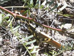 Schistocerca albolineata