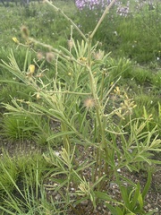 Triumfetta welwitschii