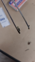 Pisolithus