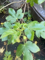 Jatropha gossypiifolia