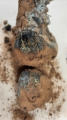 Pisolithus