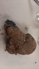 Pisolithus