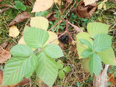 Rubus fruticosus
