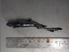 Centroscyllium fabricii