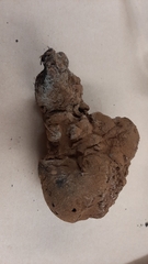 Pisolithus