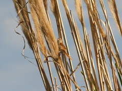 Limnoctites sulphuriferus