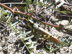 Schistocerca albolineata