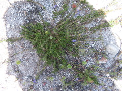 Wahlenbergia subulata