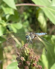 Pachydiplax longipennis