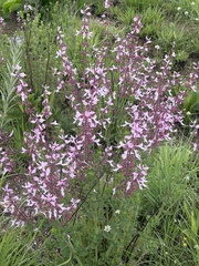 Syncolostemon transvaalensis