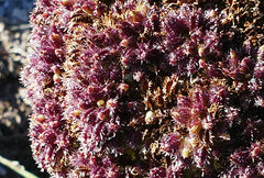 Daucus carota hispanicus