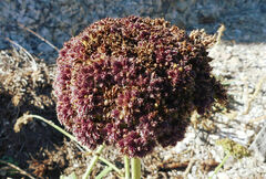 Daucus carota hispanicus