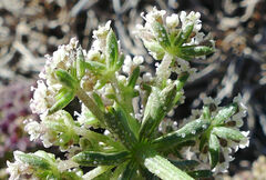 Daucus carota hispanicus
