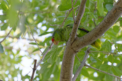 Amazona finschi × viridigenalis