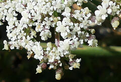 Daucus carota hispanicus