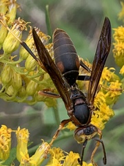 Polistes metricus