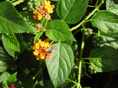 Amegilla quadrifasciata