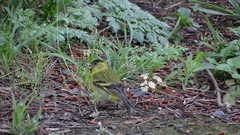 Spinus barbatus