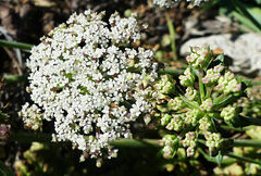 Daucus carota hispanicus