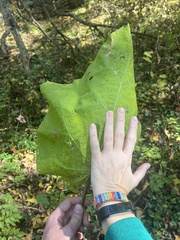 Catalpa speciosa