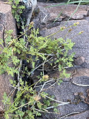Pleurocoronis gentryi