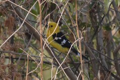 Pheucticus chrysogaster