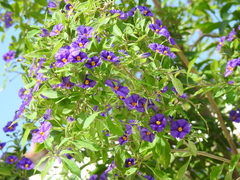 Lycianthes rantonnetii