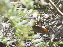 Schistocerca albolineata