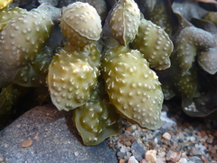 Fucus spiralis