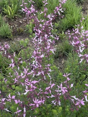 Syncolostemon transvaalensis