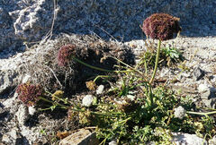 Daucus carota hispanicus