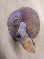 Lepista personata