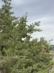 Cupressus nevadensis