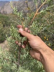 Cupressus nevadensis