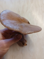 Lepista personata