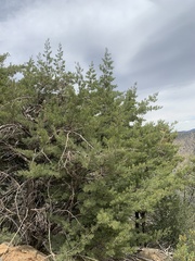 Cupressus nevadensis