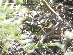 Schistocerca albolineata