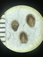 Eleocharis tuberculosa