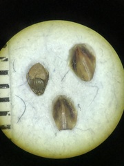 Eleocharis tuberculosa