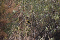 Pheucticus chrysogaster