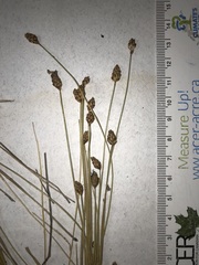 Eleocharis tuberculosa