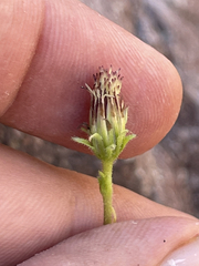 Pleurocoronis gentryi