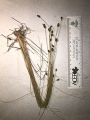 Eleocharis tuberculosa