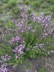 Syncolostemon transvaalensis