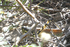 Schistocerca albolineata