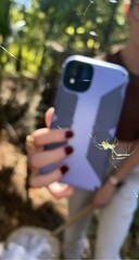 Leucauge argyrobapta