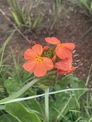 Crossandra greenstockii