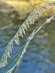 Bouteloua reflexa