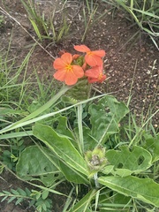 Crossandra greenstockii