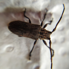 Hesychotypa subfasciata